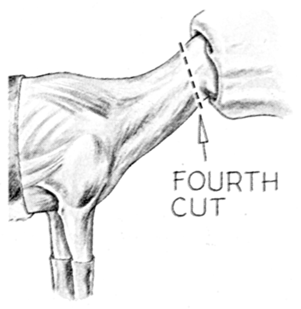 deer4.gif