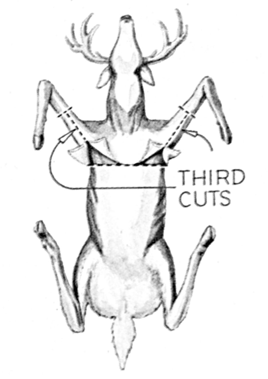 deer3.gif