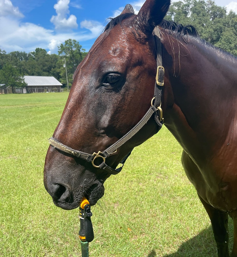 IMG_2678_20230810_193833 (1)_edited