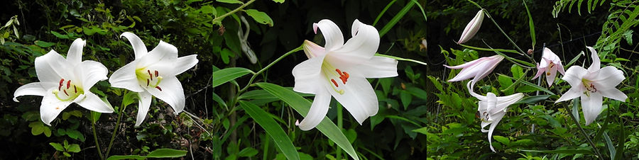 ささゆりクラブ Sasae ささゆりクラブ Sasae