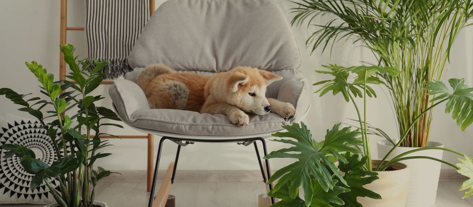 8 Pet-Friendly Plants Safe for Cats and Dogs