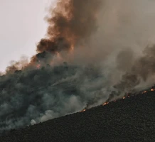 Forest Ablaze as Residents Evacuated from Quiet Neighbourhood