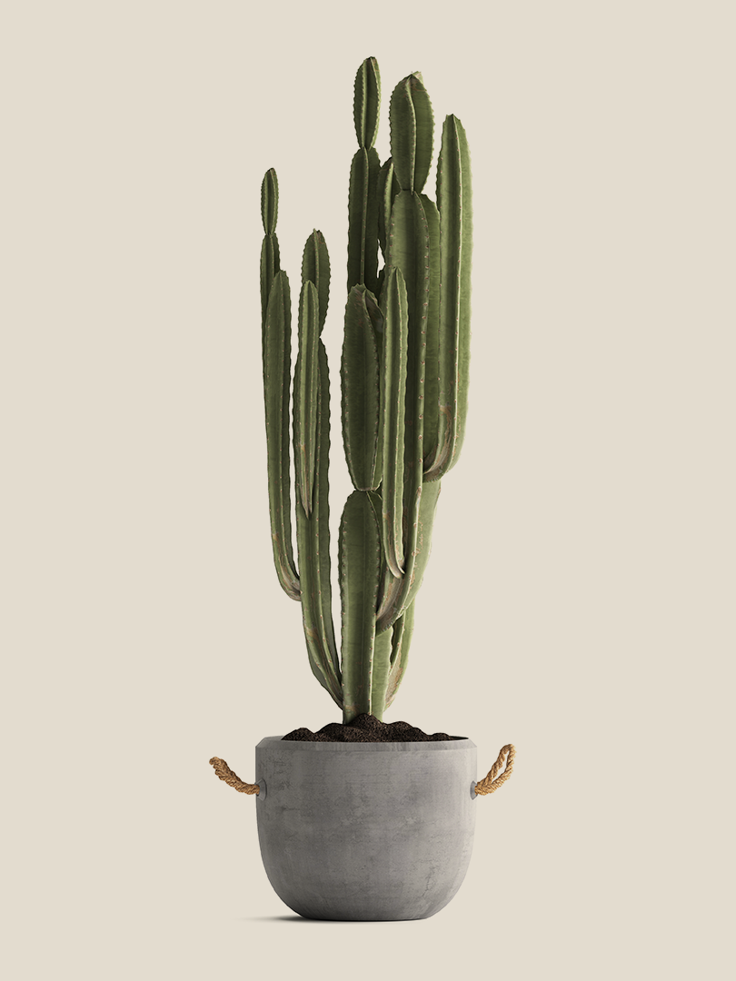 Cactos
