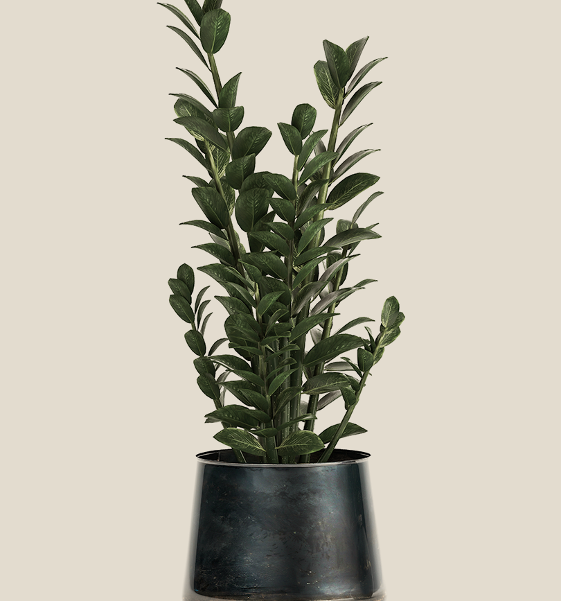 Zanzibar gem plant in dark pot