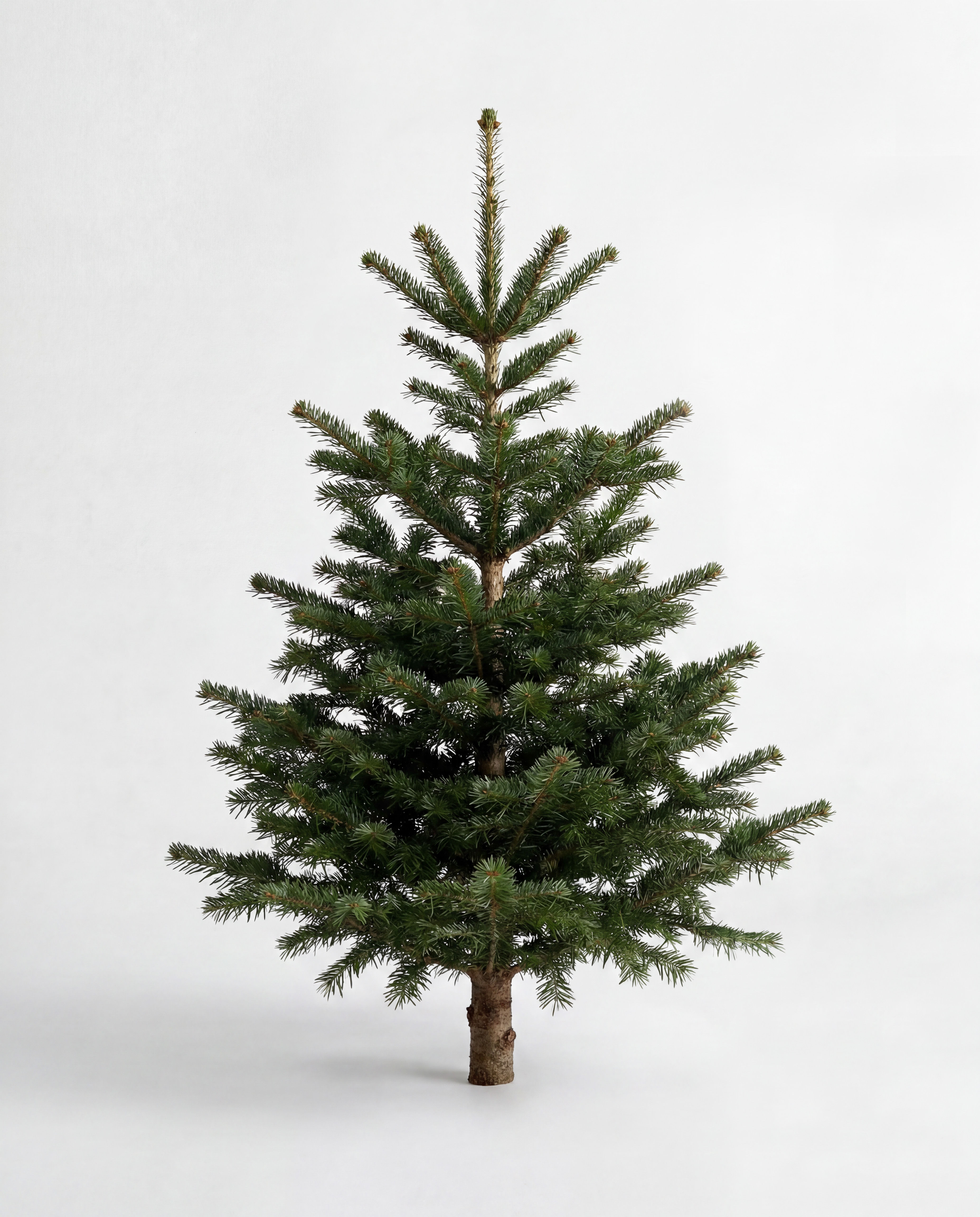 Alpine Balsam Fir