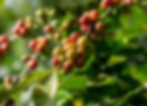 Jamaica Blue Mountain Coffee Plant