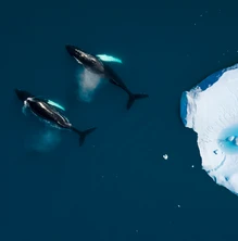 Des requins de haute mer repérés près d'une station balnéaire populaire 