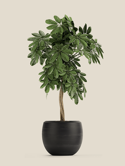 Schefflera Arboricola