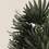 Thumbnail: Rhapis Palm