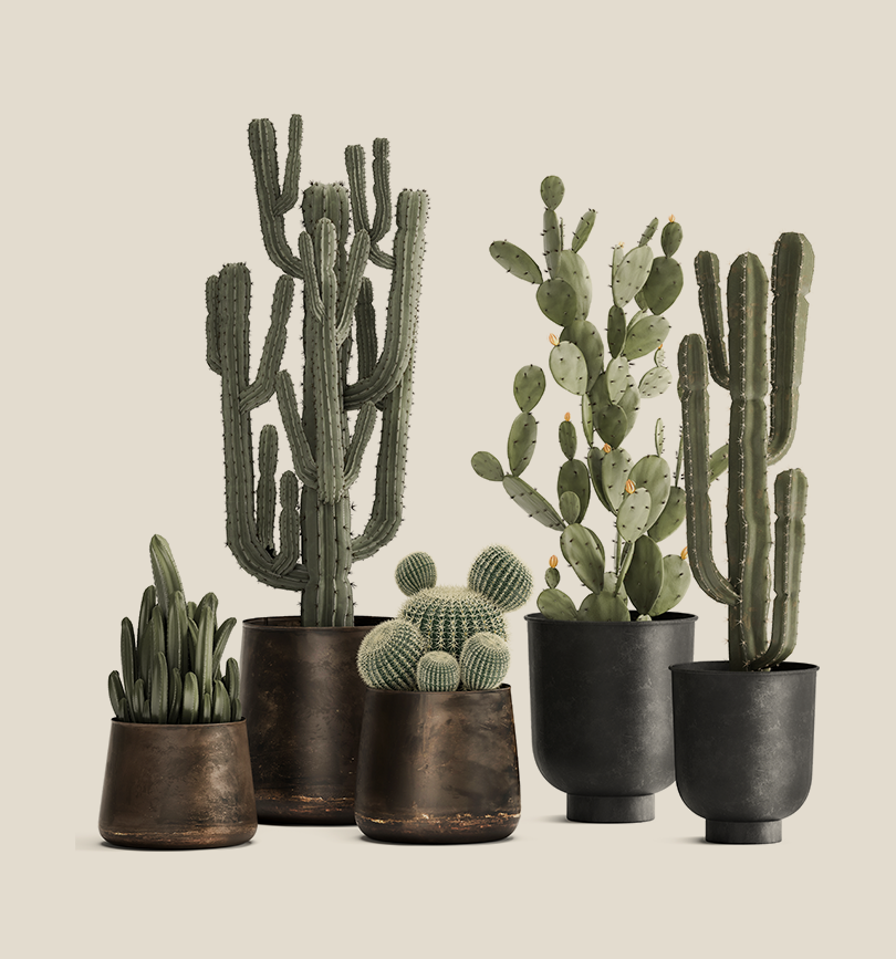 Five potted cacti and succulents