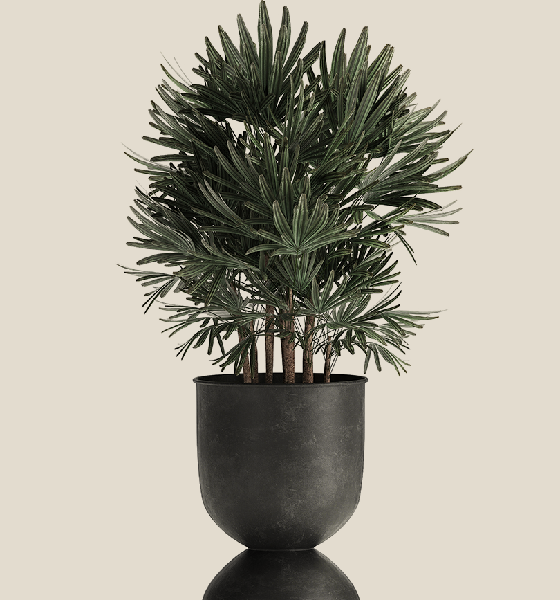 Green plant in a black pot