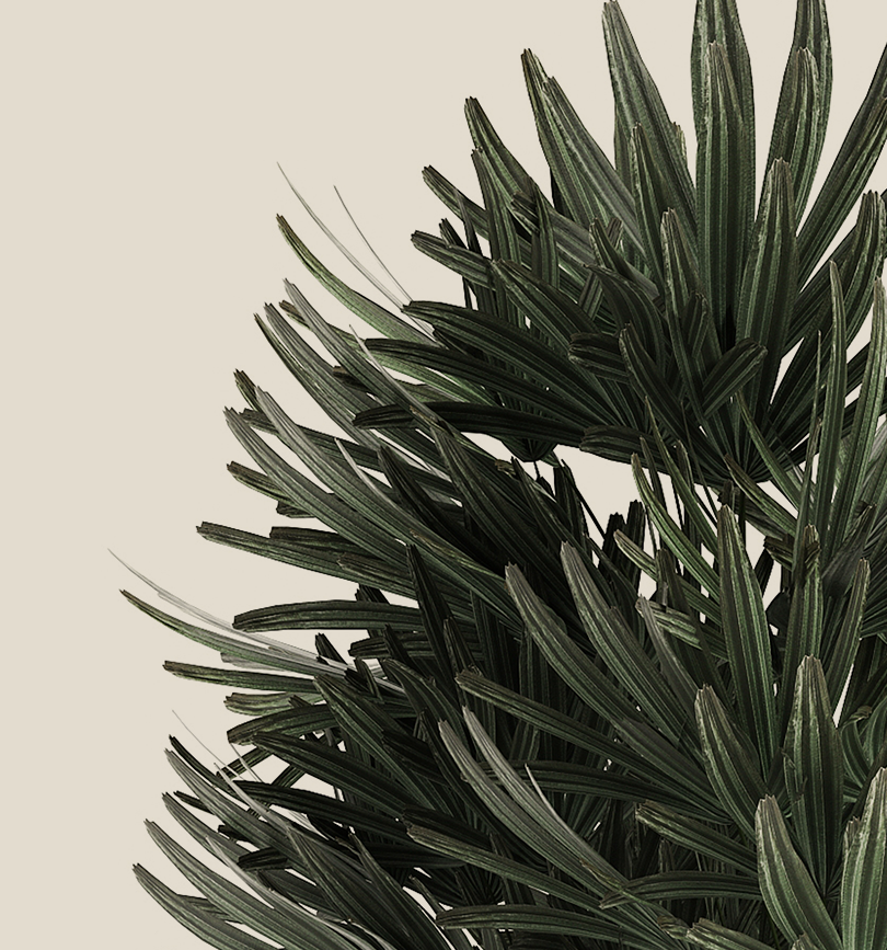 Dark green palm fronds, lush and tropical