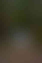 laundry line suspended between two trees