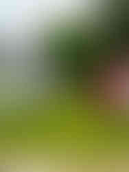 A fence lined garden with a sign that says "Community Garden" and has a red shed with white trim on one side of the garden