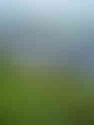 Water Taxis sitting at docks in a blue river with bushes in the foreground