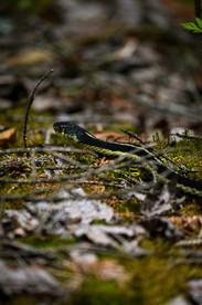 garter snake amongst twigs and leaves on the ground