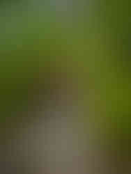 woman in big orange backpack working on an uphill climb