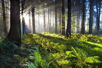union-wood-sunrise.jpg.653x0_q80_crop-sm