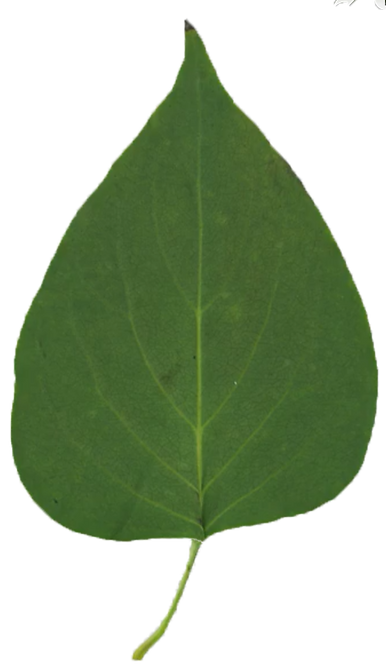 Leaf_Alpha.tif