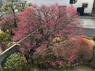自慢の紅梅