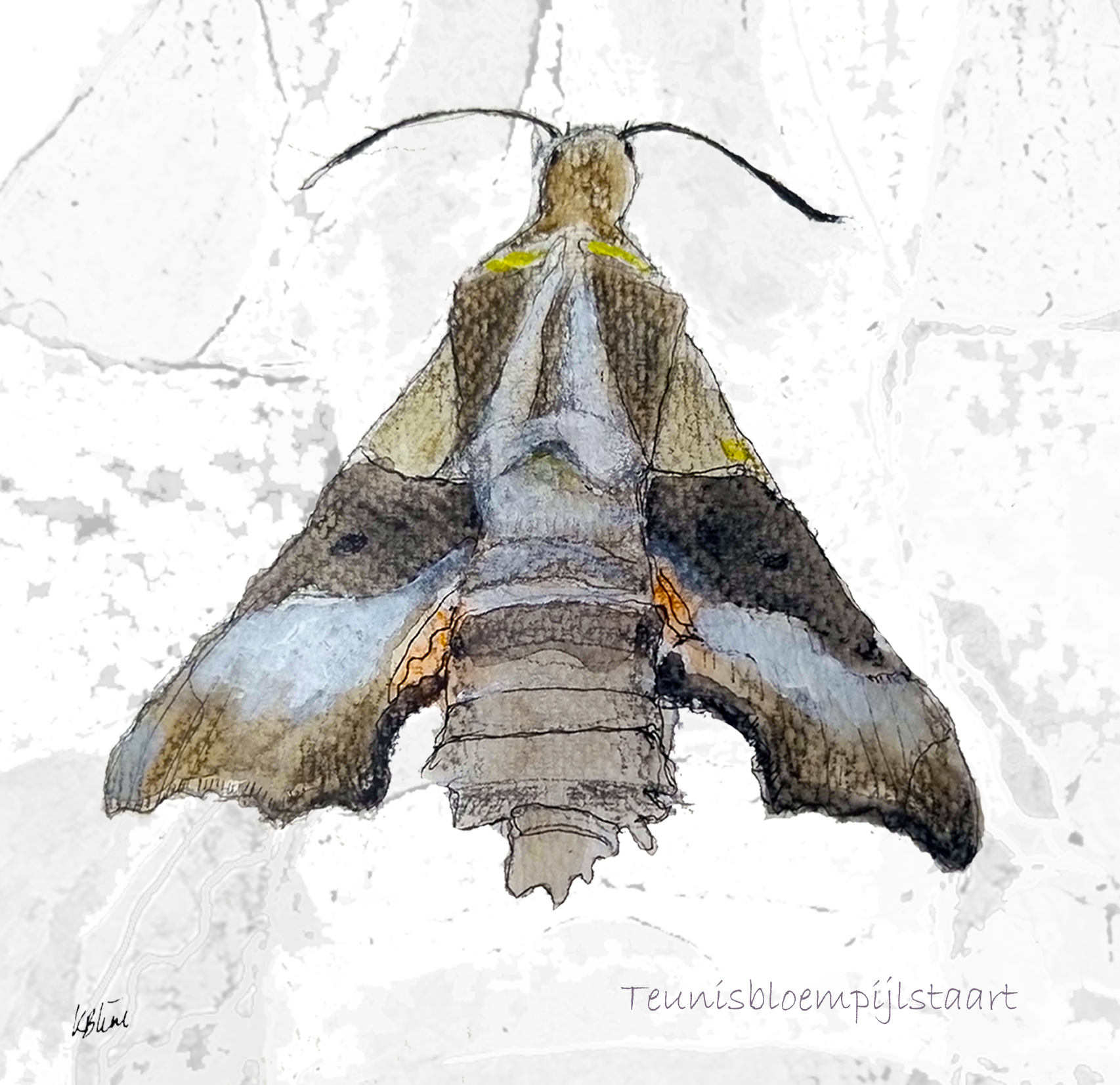 Teunisbloempijlstaart