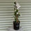 Thumbnail: Spiraea Double Flowering May 175mm