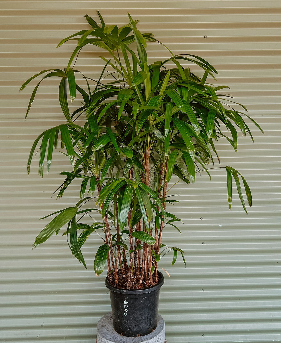 Thumbnail: Rhapis Excelsa Lady Finger Palm 300mm