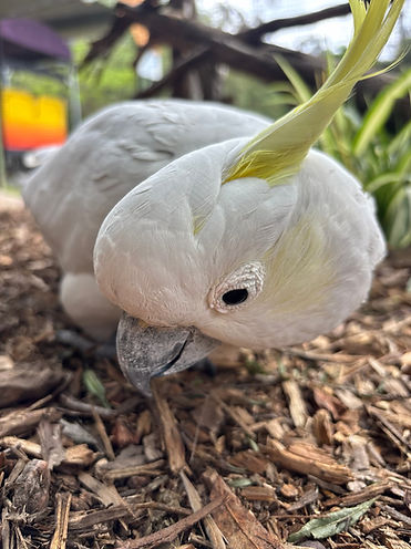birdcok.jpg