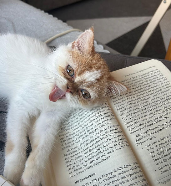 My kitten, critique the literature with care.
