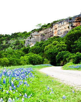 bluebonnets.jpg