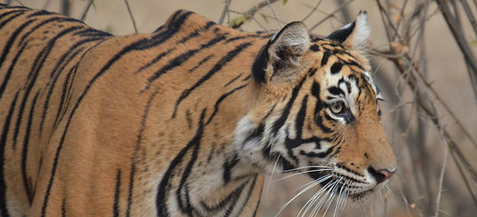 Bengal_Tiger_(Ranthambore_National_Park).jpg