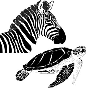 Zebra and turtle