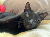 Available for adoption