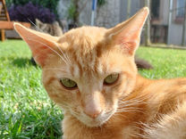 Adult Ginger Cat