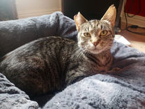 Adult Female Cat