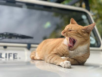 Adult Male Cat