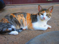 Adult Female Cat