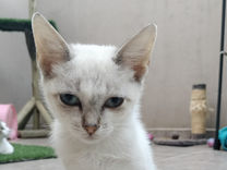 Teenage Cat
