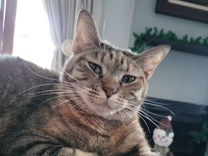 Adult Female Cat