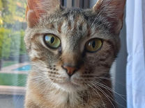 Adult Female Cat