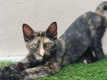 Female Kitten