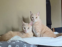 Sibling Cats, Bonded Pair