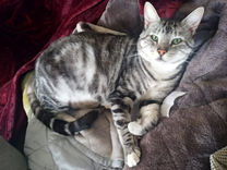 Adult Male Cat