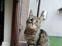 Adult Male Cat