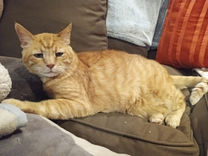 Senior Male Cat