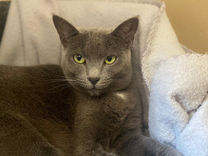 Adult Female Cat