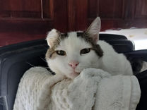 Senior Cat