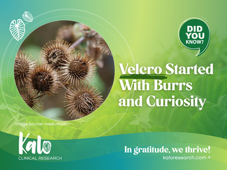Alt Text: An educational graphic titled "Velcro Started With Burrs and Curiosity" on a vibrant green and teal leaf-patterned background. On the left, a circular photo inset shows a close-up cluster of brown, spiky burdock burrs. The bottom left features the white text logo for Kalo Clinical Research with an illustrative leaf design inside the letter O. The bottom right displays the brand tagline, "In gratitude, we thrive!" next to the website address, kaloresearch.com. A green speech bubble in the upper right corner contains the text, "Did you know?"