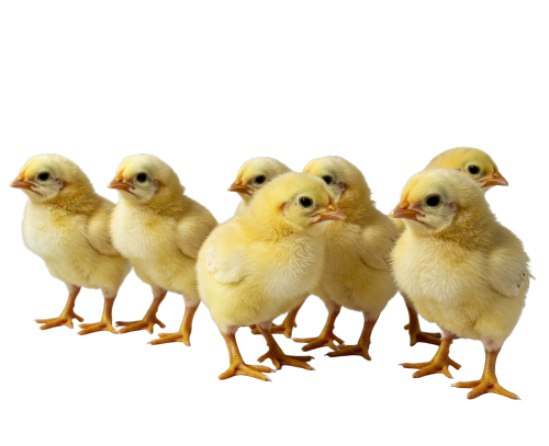 Group of Chicks