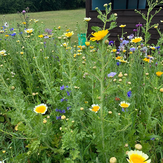 Transition Lymington